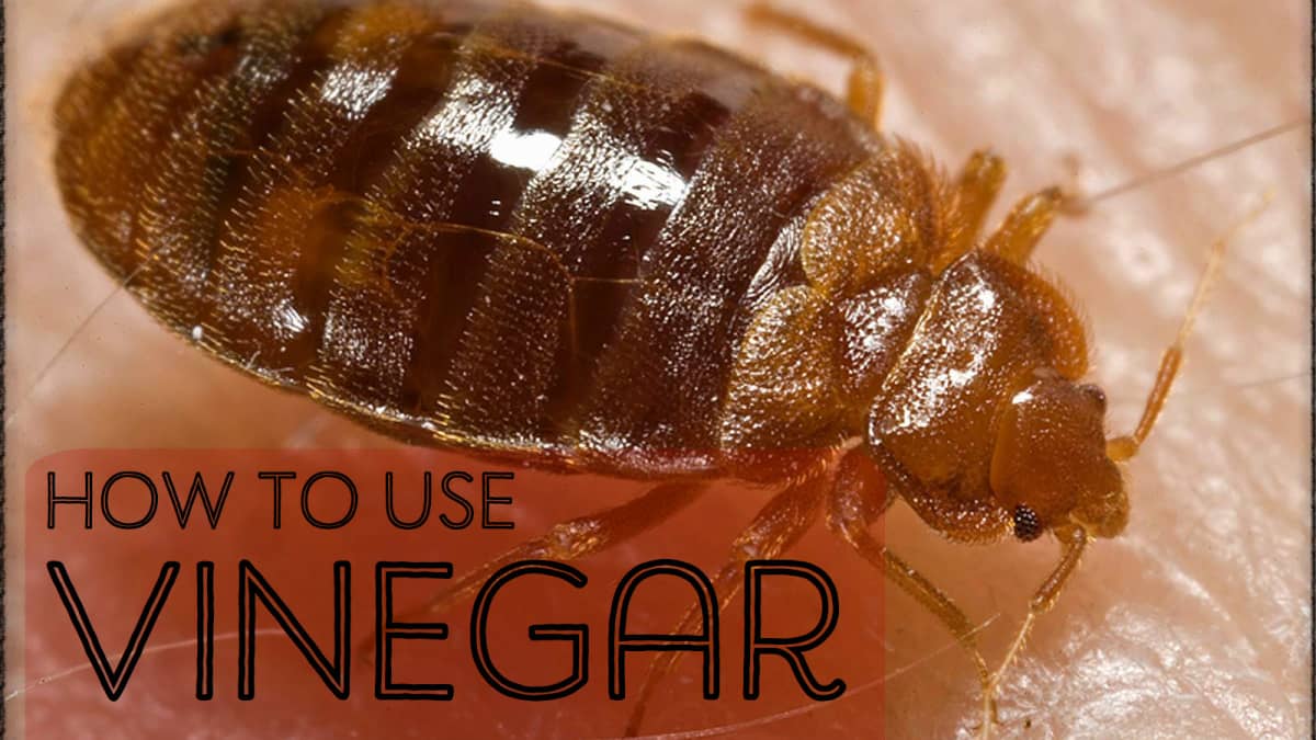 What Kind Of Vinegar Kills Bed Bugs?