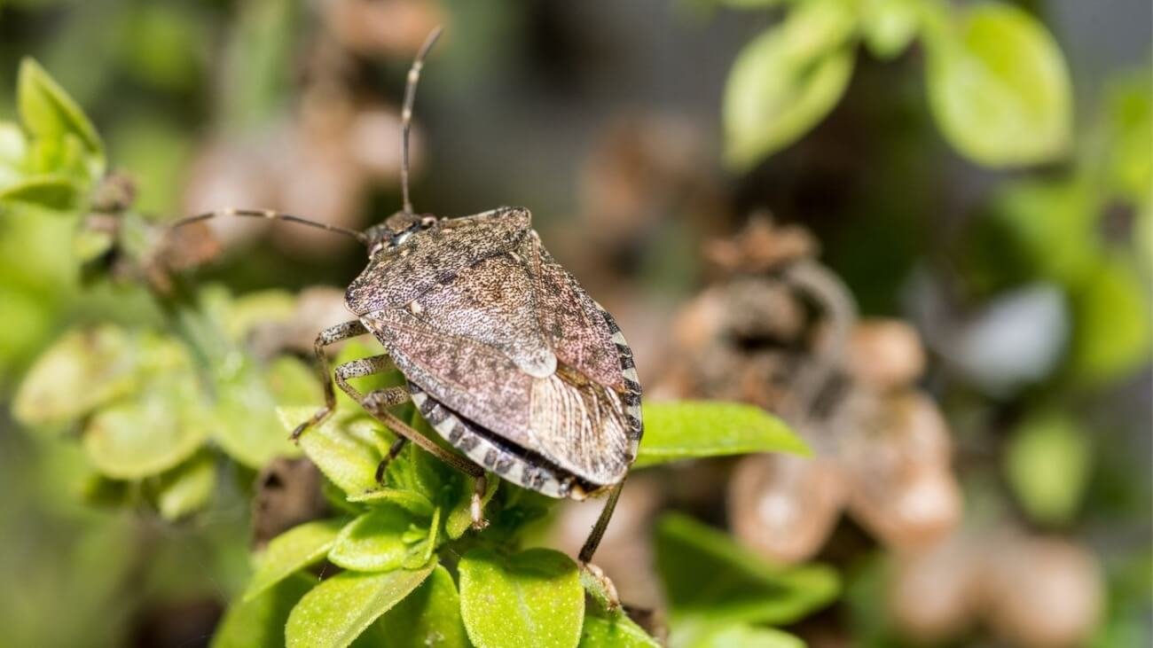 What Kinds Of Bugs Can Infest An Rv?