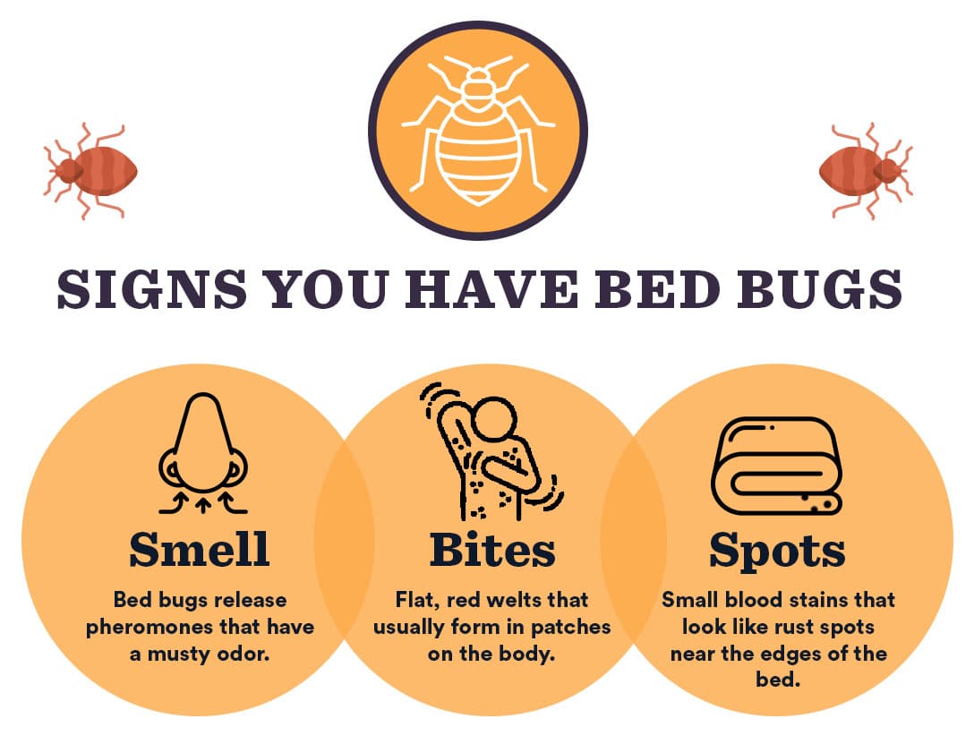 What To Do If You Suspect You Have Bed Bugs