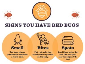 When Do Bed Bugs Come Out? All You Need to Know About Bugs