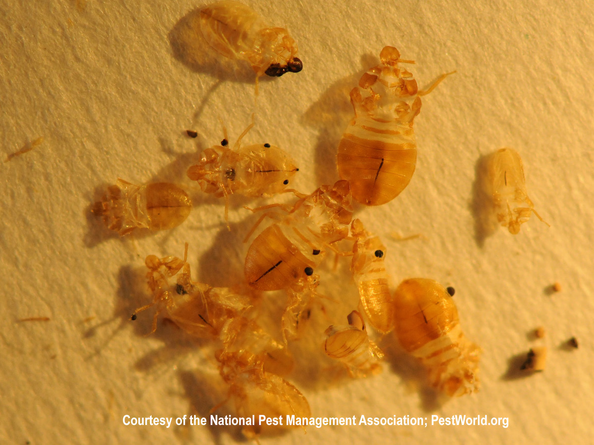 Where Do Bed Bugs Hide In An Empty House?